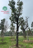 Cây Hồng Xiêm