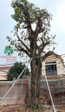 Cây Đa