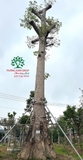 CÂY GẠO