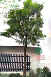 CÂY BƯỞI