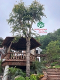 Cây Bồ Quân