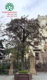 Cây Vú Sữa