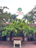 Cây Lộc Vừng