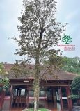 Cây Vú Sữa