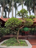 CÂY HOA MẪU ĐƠN TA (TRUYỀN THỐNG)