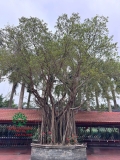CÂY SANH
