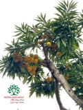 Cây Trứng Gà
