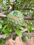 CÂY MÃNG CẦU