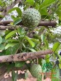 CÂY MÃNG CẦU