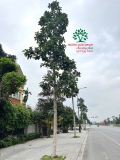 CÂY BÁNG