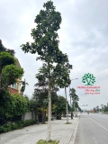 CÂY BÁNG