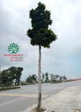 CÂY BÁNG