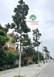 CÂY BÁNG