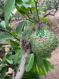 CÂY MÃNG CẦU