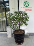 Hoa Nhài Nhật