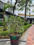 Hoa Nhài Nhật