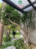 Cây Phát Tài Núi