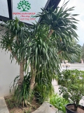 Cây Phát Tài Núi