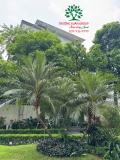 Cây Dừa cảnh