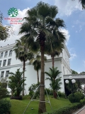 CÂY CỌ