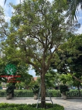 CÂY HOA SỮA