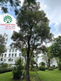 CÂY HOA SỮA
