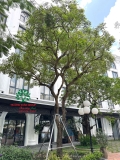 CÂY HOA SỮA