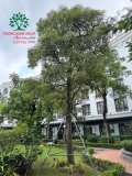 CÂY HOA SỮA