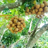 Cây Nhãn