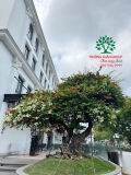 Hoa Giấy