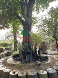 CÂY THỊ