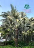CÂY CỌ