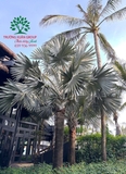 CÂY CỌ