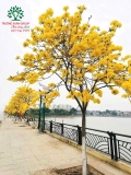 Cây Chuông Vàng