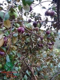 Cây Vú Sữa