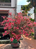 Cây hoa Sứ