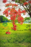 Cây Phượng