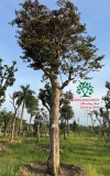 Cây Vú Sữa