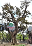 Cây Vú Sữa