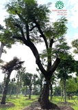 Cây Phượng