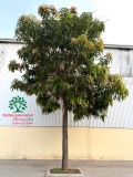Cây Xoài