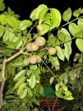 CÂY CÓC
