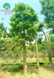 Cây hoa Gạo
