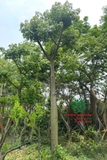 Cây hoa Gạo