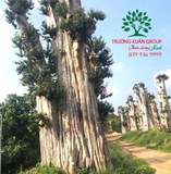 Cây Bằng Lăng