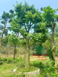 Cây hoa Gạo