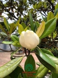 Cây Sen Đất
