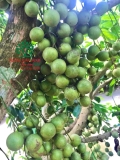 Cây Dâu Da Đất