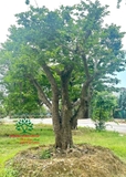 Cây Bồ Quân