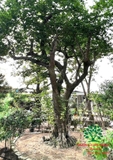 Cây Bồ Quân